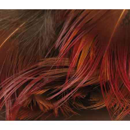 Hareline rGolden Pheasant Body Feathers Natural Red