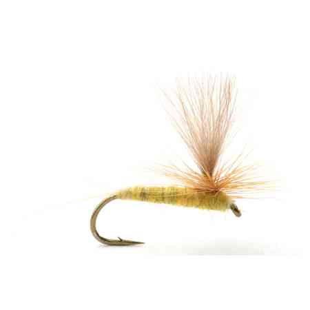Sulphurea #12